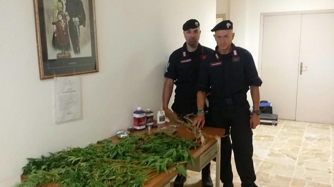 Guspini, nascondeva una serra di marijuana in casa: in manette un 52enne