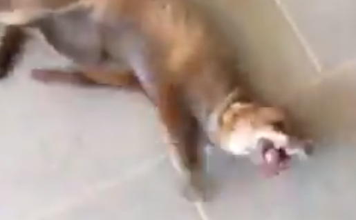 Sopravvissuta all’incendio rivede il medico che l’ha salvata: la gioia della volpina