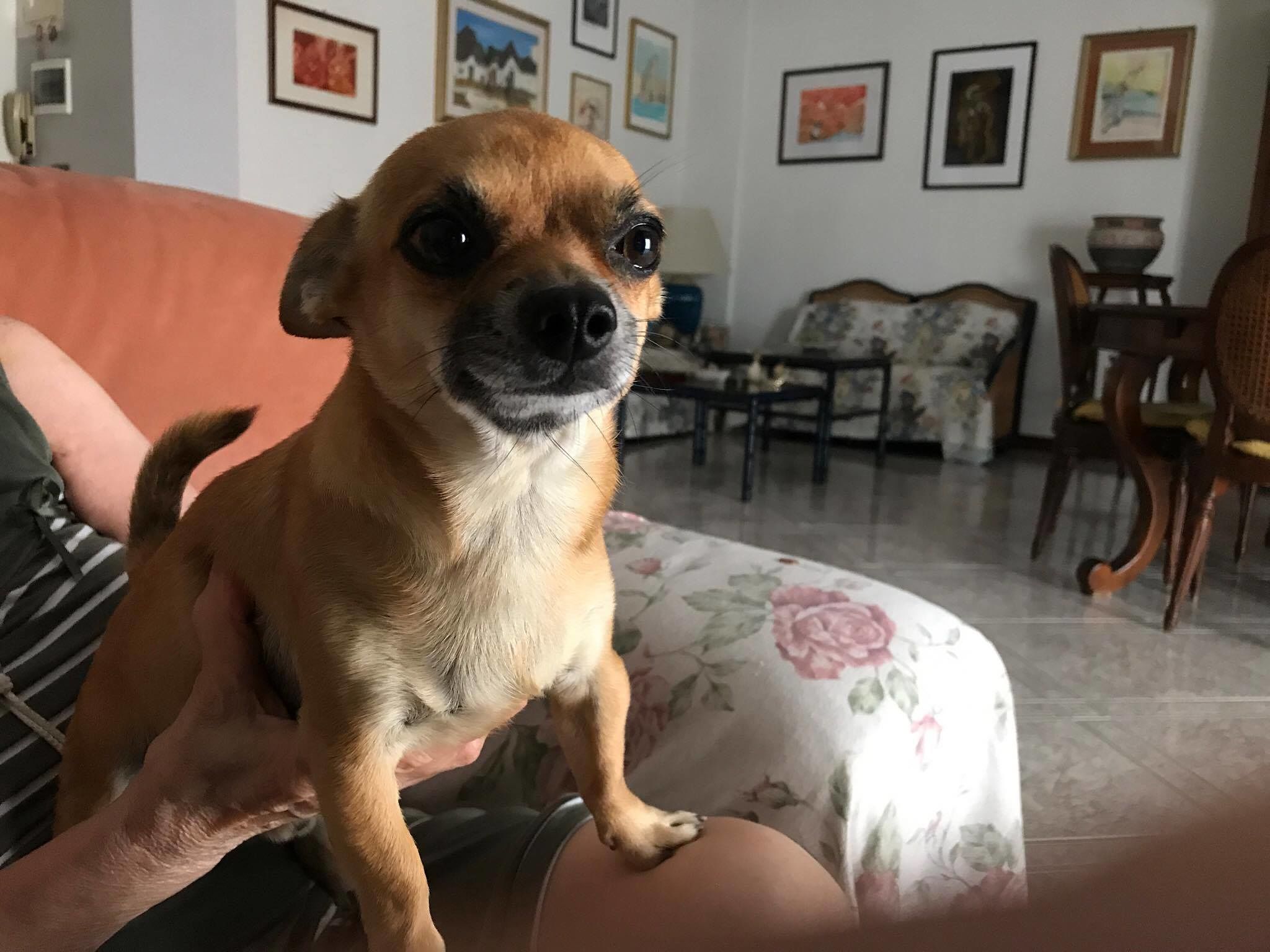 Uria, il cagnetto non gradito a bordo degli autobus cagliaritani