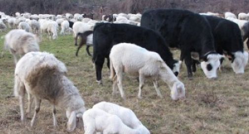 Task Force contro l’epidemia “lingua blu”: centinaia i casi in Sardegna