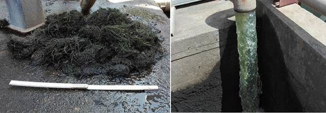 Alghe nei tubi dell’acqua: impianti in tilt a Budoni