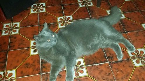 Flumini, il gatto Bizet è scomparso: chi l’ha visto?