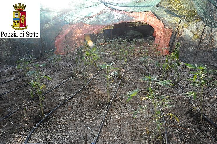 Scoperte 2 piantagioni di canapa indiana a Oliena: denunciato un uomo