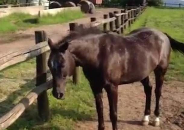 Quartu, polemica alla processione: cavallo ferito disarciona il fantino
