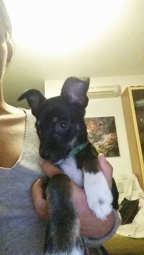 Cucciolo smarrito a Quartu: qualcuno lo riconosce?