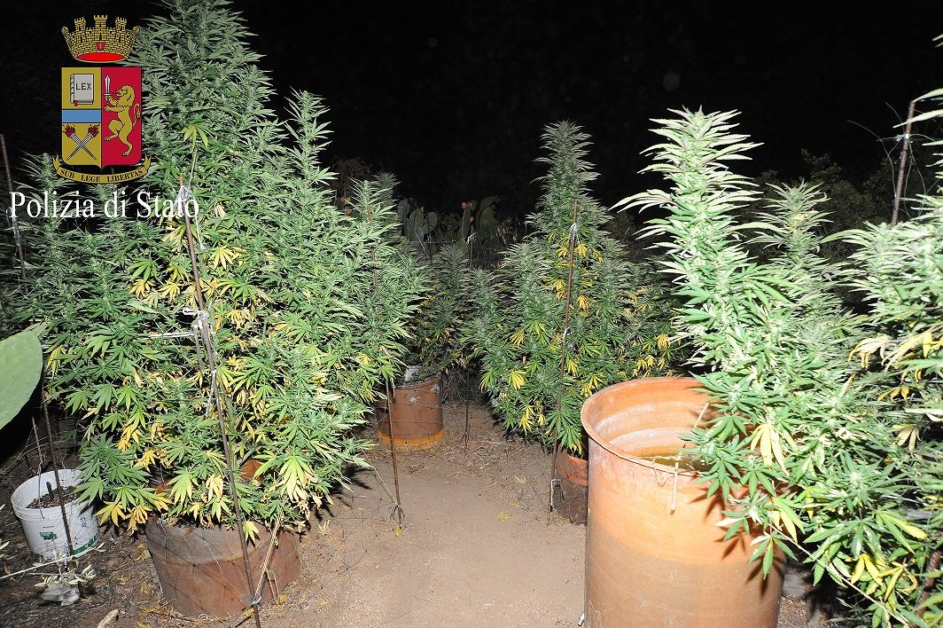 Orgosolo, scoperta una serra di marijuana: due giovani in manette