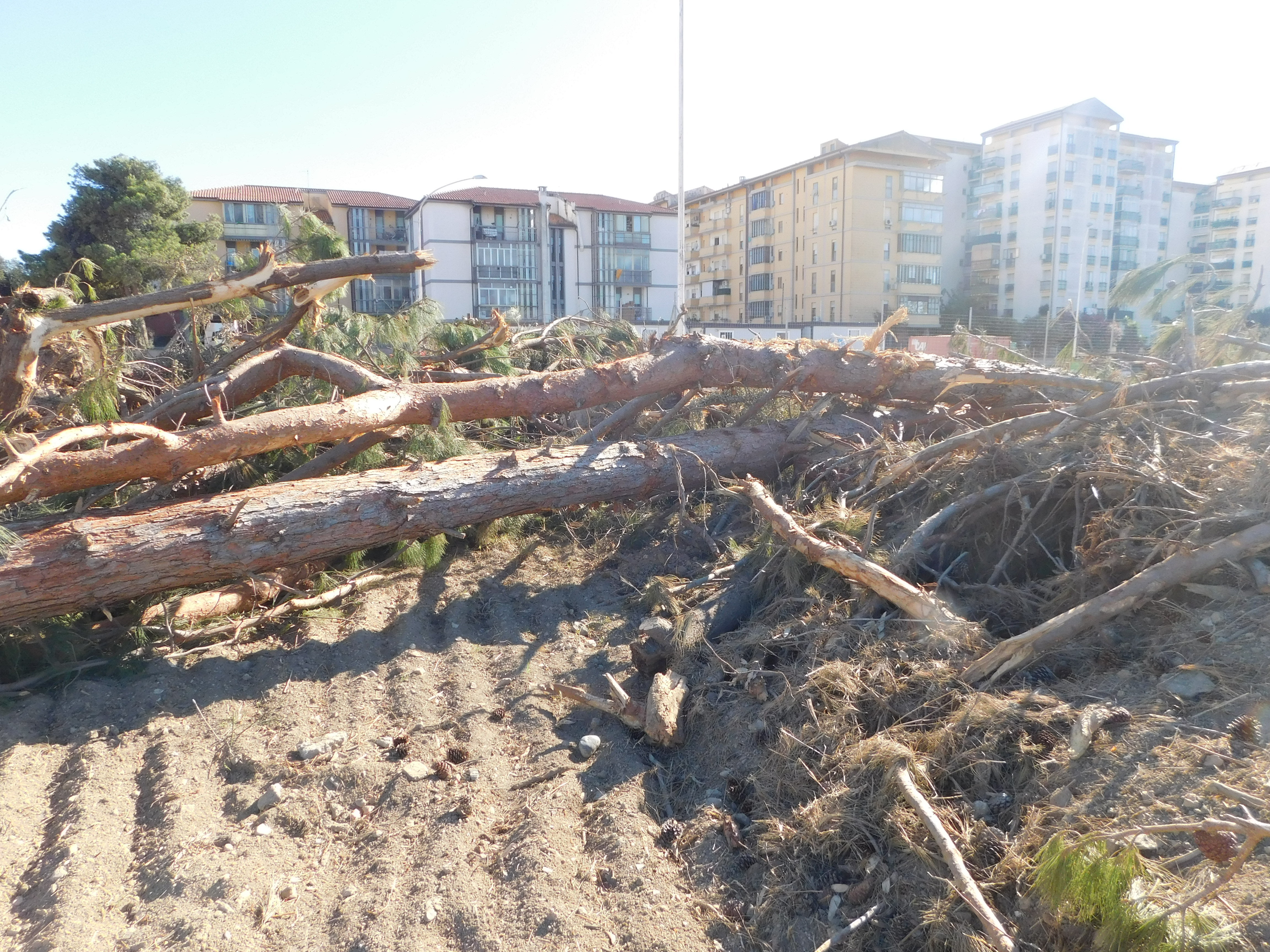 Cagliari, alberi abbattuti sulla SS 554: fioccano le polemiche