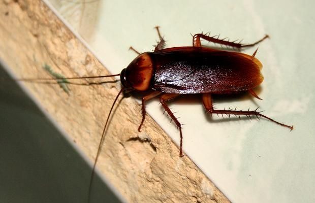 Cagliari, blatte nella piscina comunale: scatta la chiusura