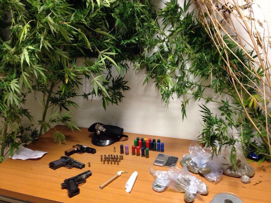 Guspini, in casa 20 piante di marijuana, proiettili e armi
