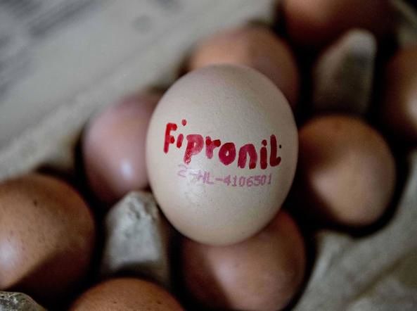 Uova contaminate da Fipronil, i risultati delle analisi: 3 su 10, continua il blocco