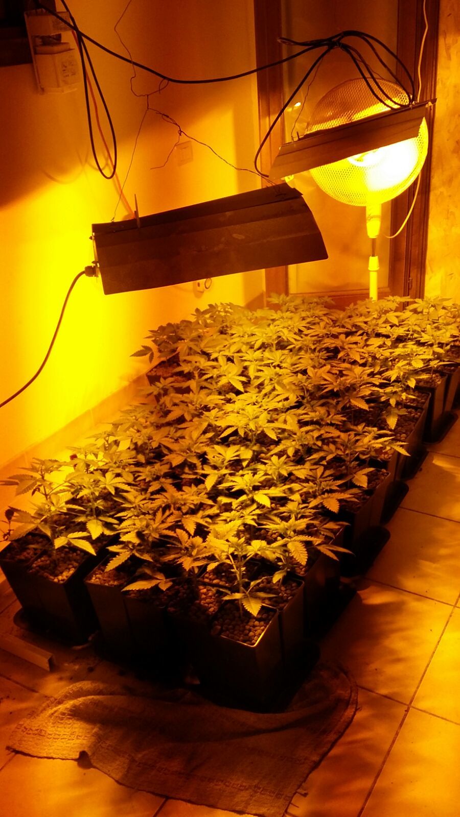 Scoperta una serra di marijuana, due arresti a Settimo San Pietro