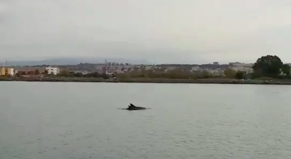 Incontri spettacolari al porto di Cagliari, due delfini nuotano fianco a fianco