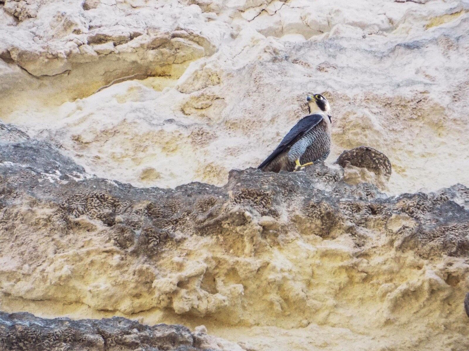 Tuvixeddu, la necropoli di Cagliari “colonizzata” dai falchi pellegrini