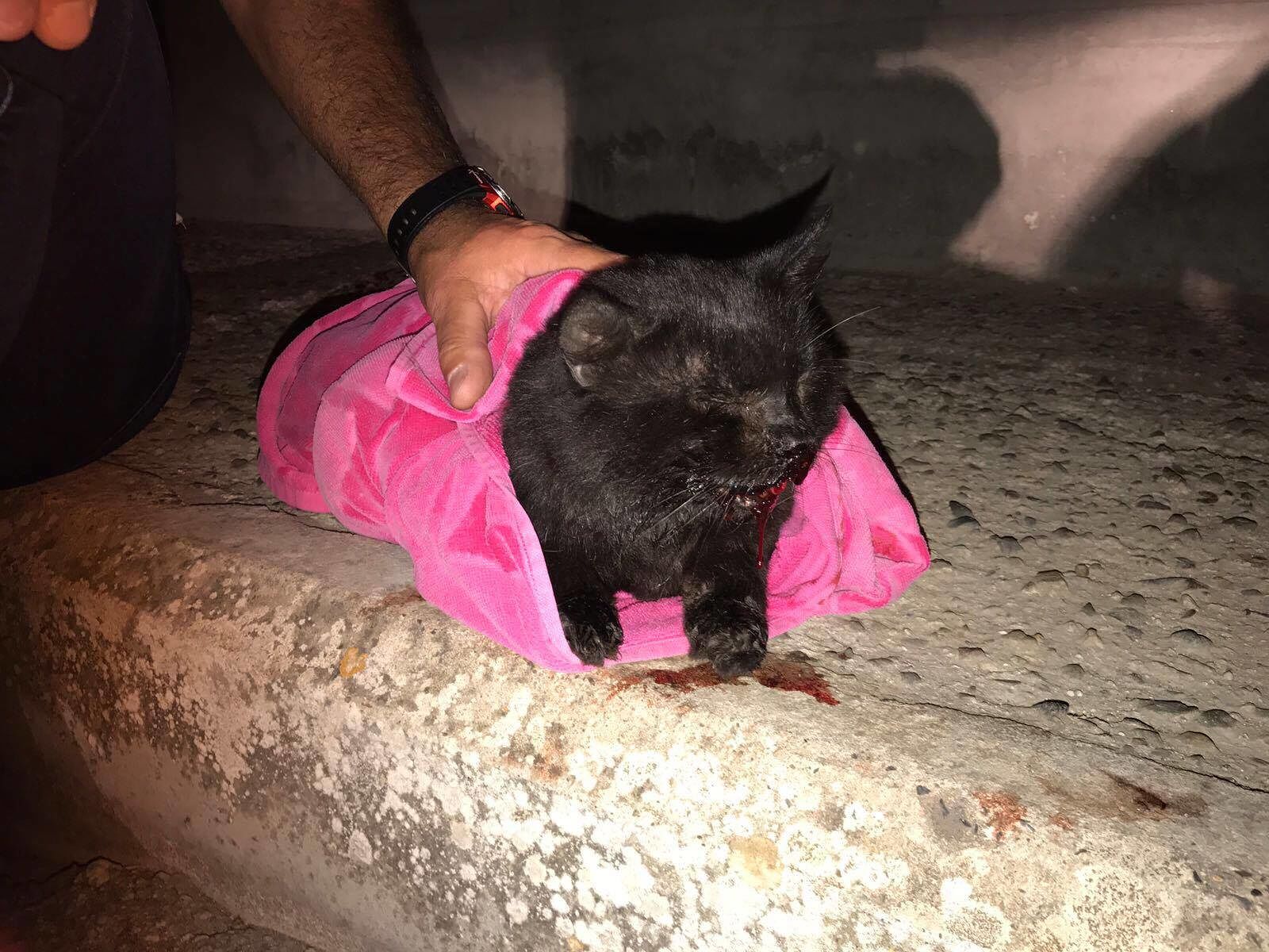 Gattino trovato per strada a Quartu, ma nessuna clinica può aiutarlo subito gratis