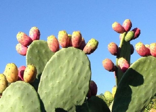 Rubano fichi d’india da un terreno: il proprietario li sorprende, scatta la denuncia