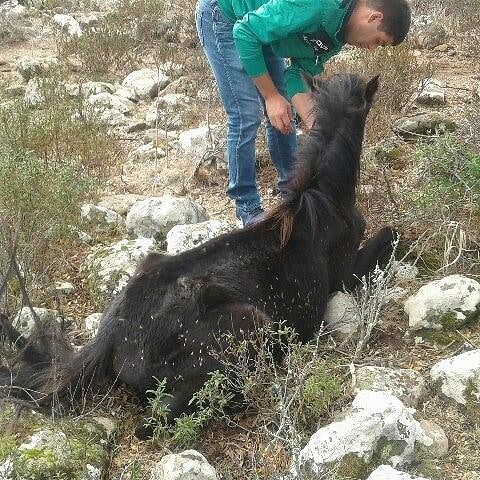 I cavallini della Giara muoiono di fame e di stenti: “Salviamoli”