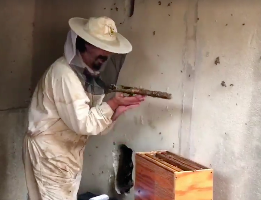 Cagliari, apicoltori a lavoro per allontanare migliaia di api in città