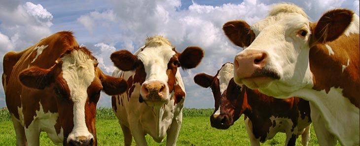 Bovini, richiesto l’acquisto di 10mila vaccini contro la Lingua Blu