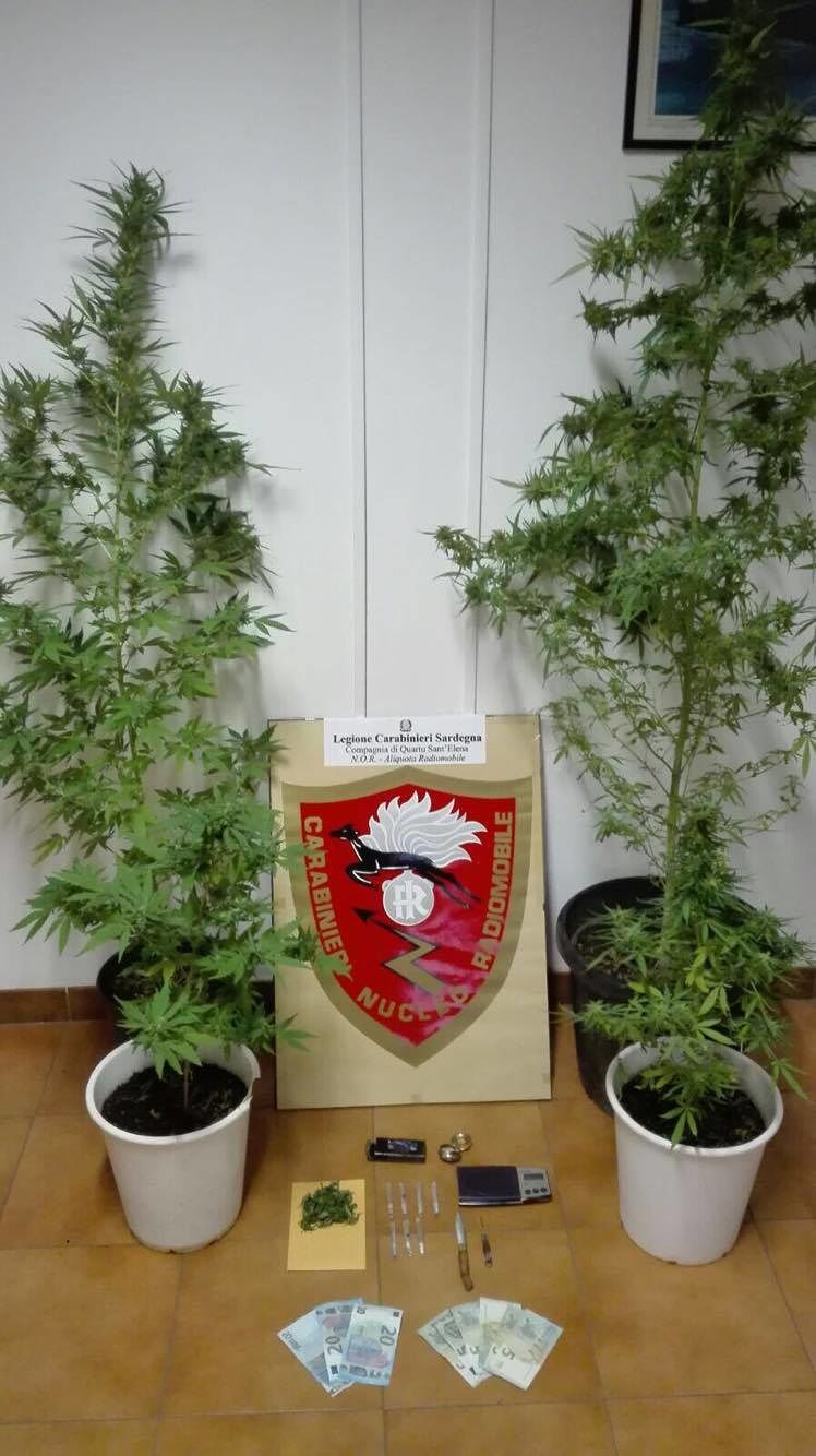 Selargius, quattro piante di cannabis in casa, marijuana e hashish: in manette 48enne