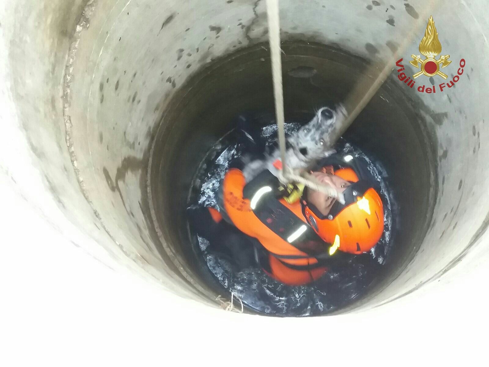 Cane cade in un pozzo a Sant’Isidoro: soccorso dai vigili del fuoco