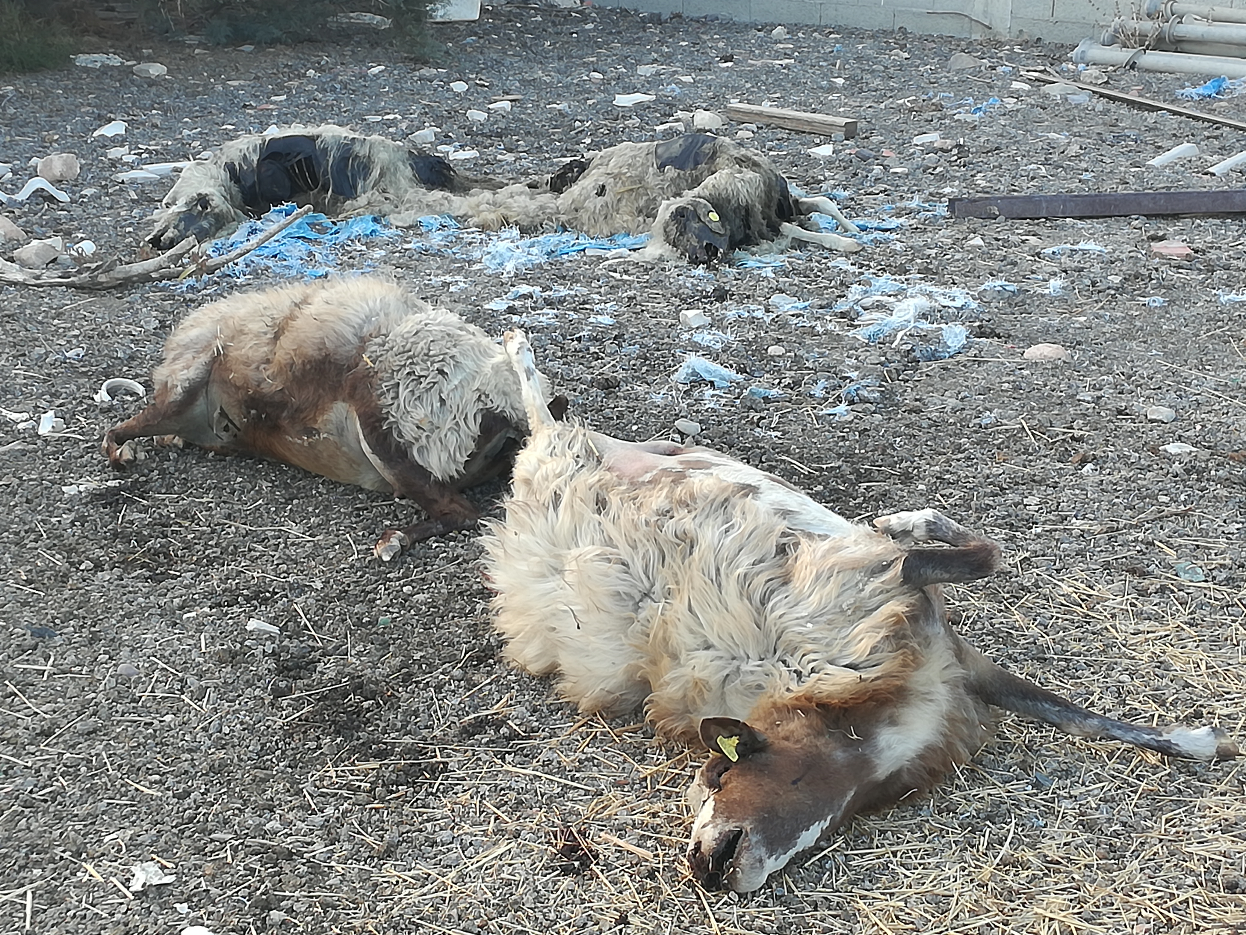 Lingua blu, strage di pecore a Quartu. I pastori: “Dobbiamo fare i conti anche con le carcasse”