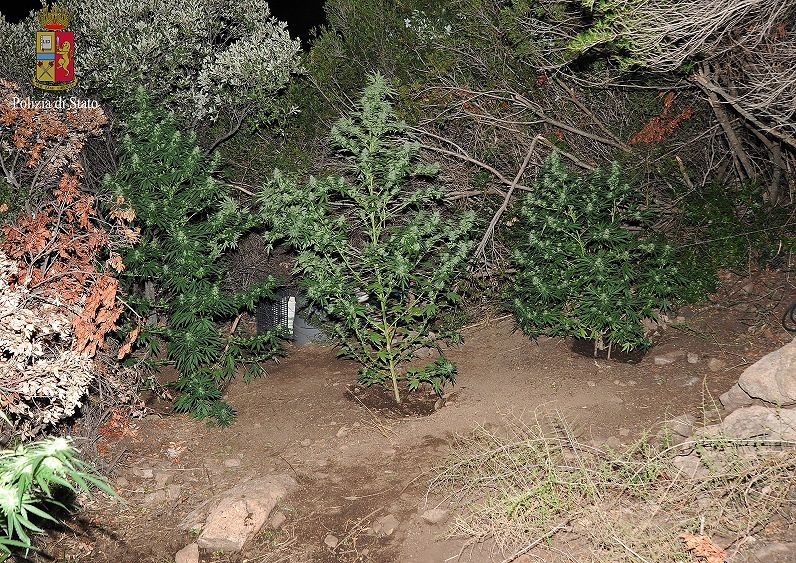 Scoperta una piantagione di droga: un arresto a Orgosolo, due ricercati