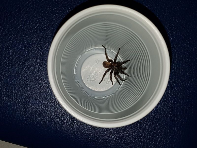 Santissima Trinità, c’è un ragno in sala d’aspetto: “Momenti di paura”