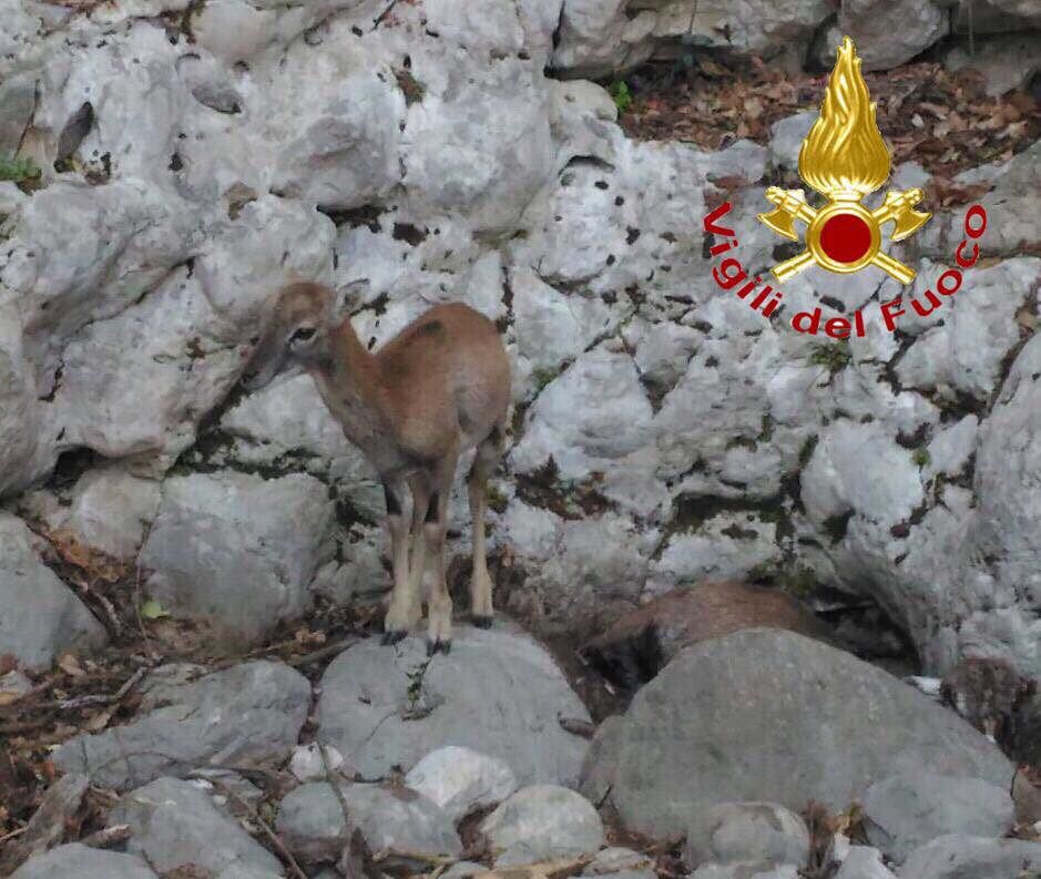 Dorgali: cucciolo di muflone smarrito, accanto la madre morta