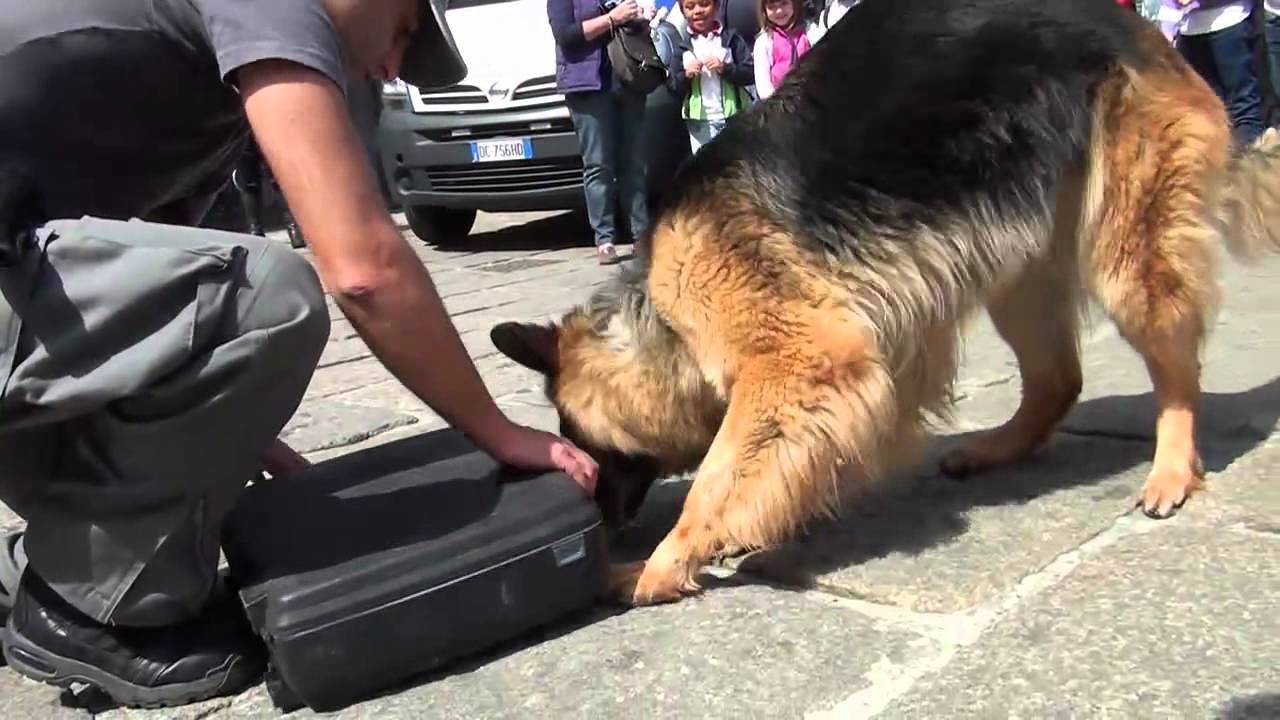 Trasportava coca per 100 mila euro: arrestata ospite centro accoglienza di Selargius