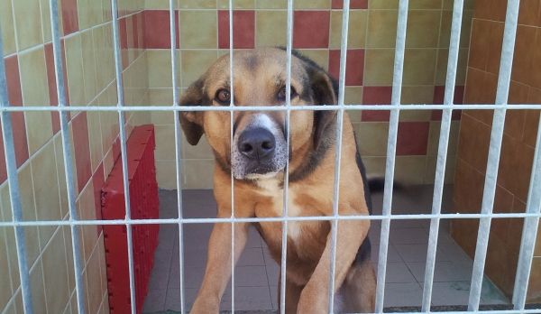 Cagliari, il canile comunale chiude temporaneamente il pomeriggio