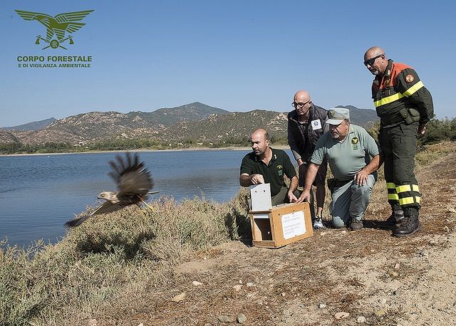 Muravera, si era ferito nel filo spinato: falco torna a volare