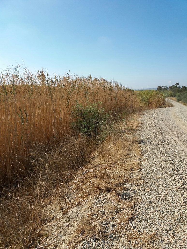 Pericolo a Settimo, il canale è invaso da canne e rifiuti: “Ripulitelo”