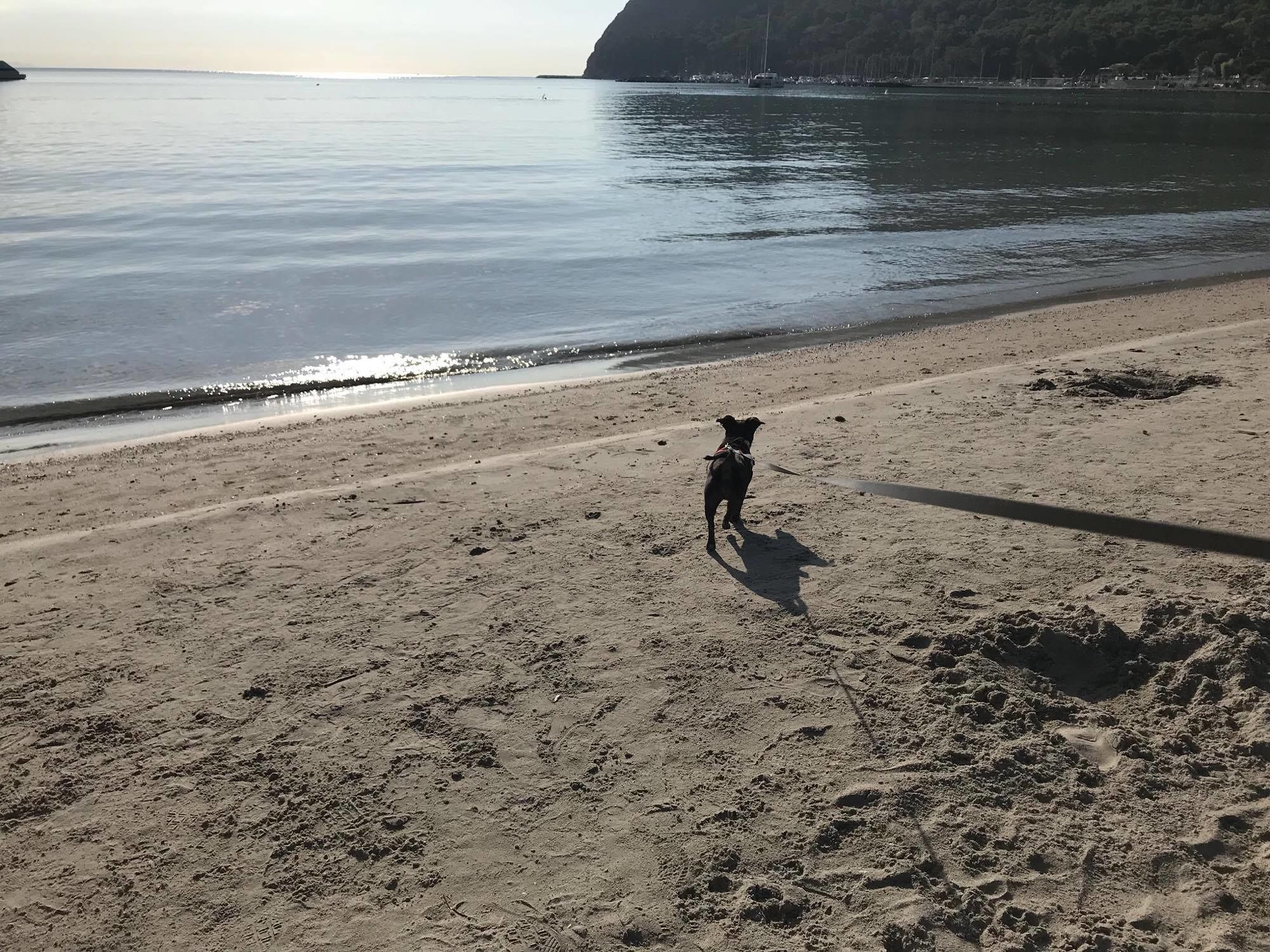 Donna insultata al Poetto: “Lei con quel cane porta malattie ai bambini”