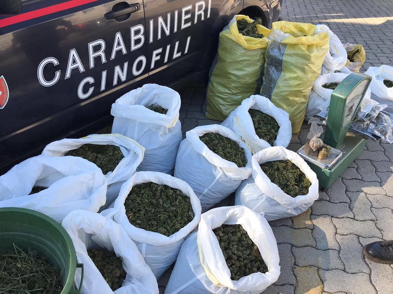 Maxi sequestro di marijuana a Iglesias: cento chili nascosti in un ovile