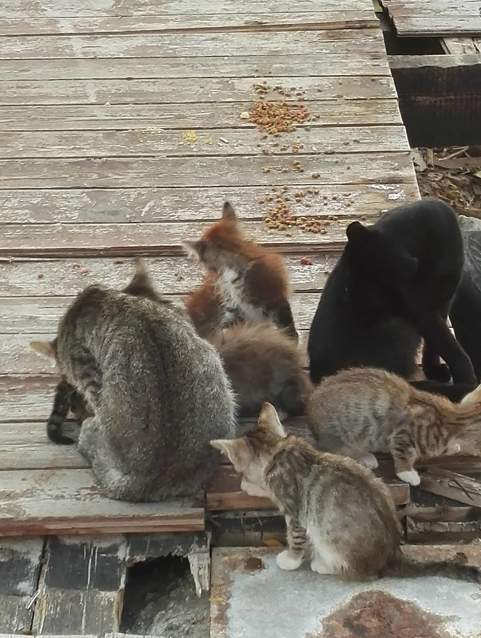 «Al Poetto di Quartu il chiosco rifugio per gatti sta per essere smantellato: che fine faranno?»