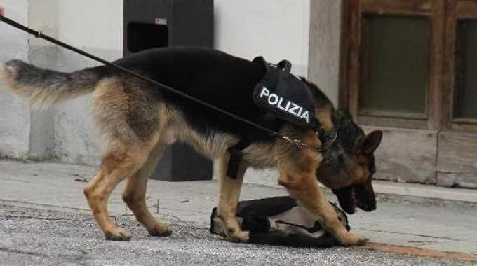 I cani fiutano 1 Kg di marijuana, marito e moglie in manette