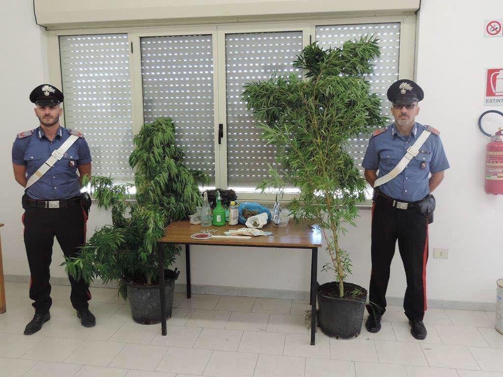 Sinnai, due piante di cannabis in casa: nei guai 68enne