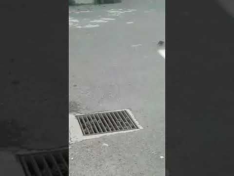 Pirri, un topo semina il panico nel cortile della scuola elementare