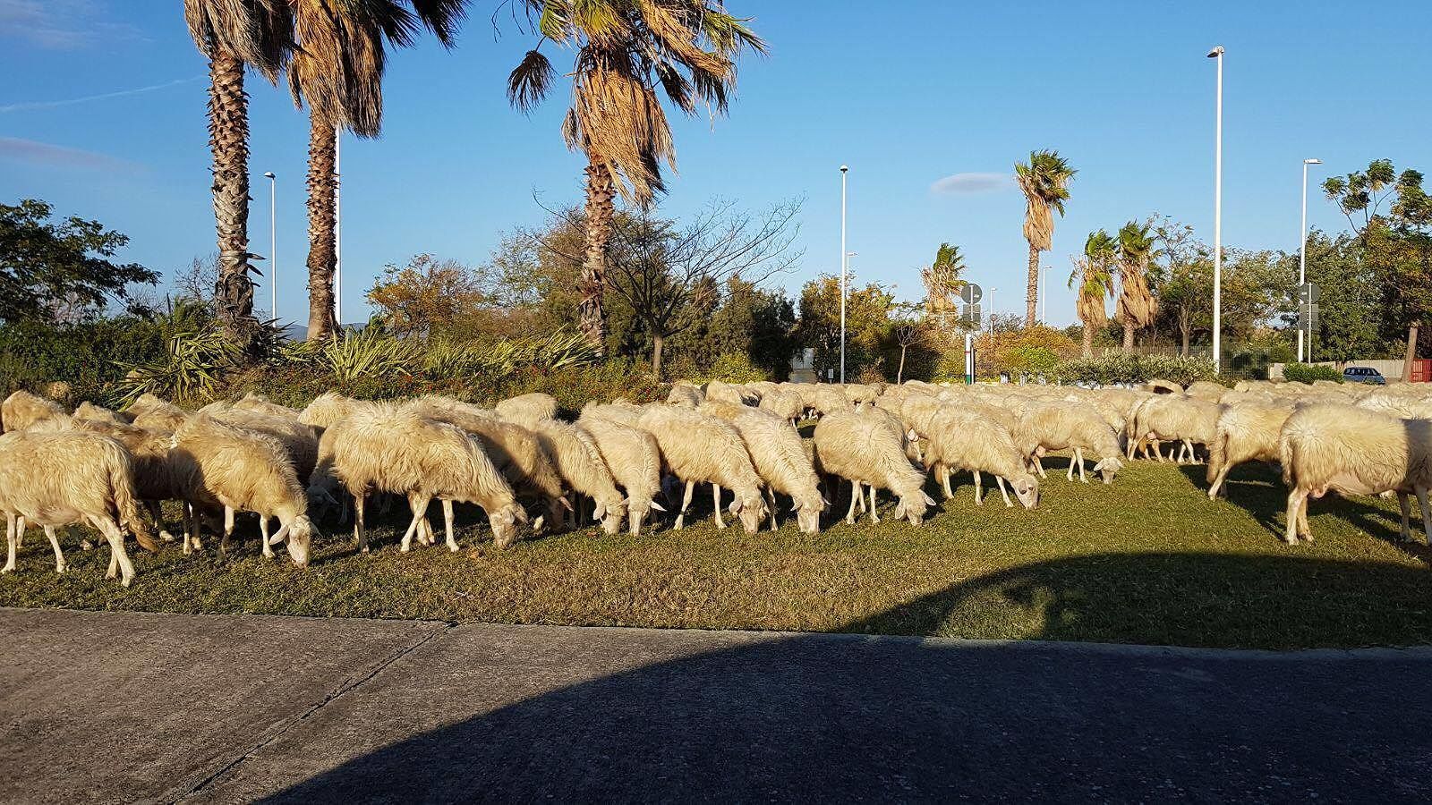 Cagliari, le pecore “invadono” indisturbate anche il parco di Terramaini