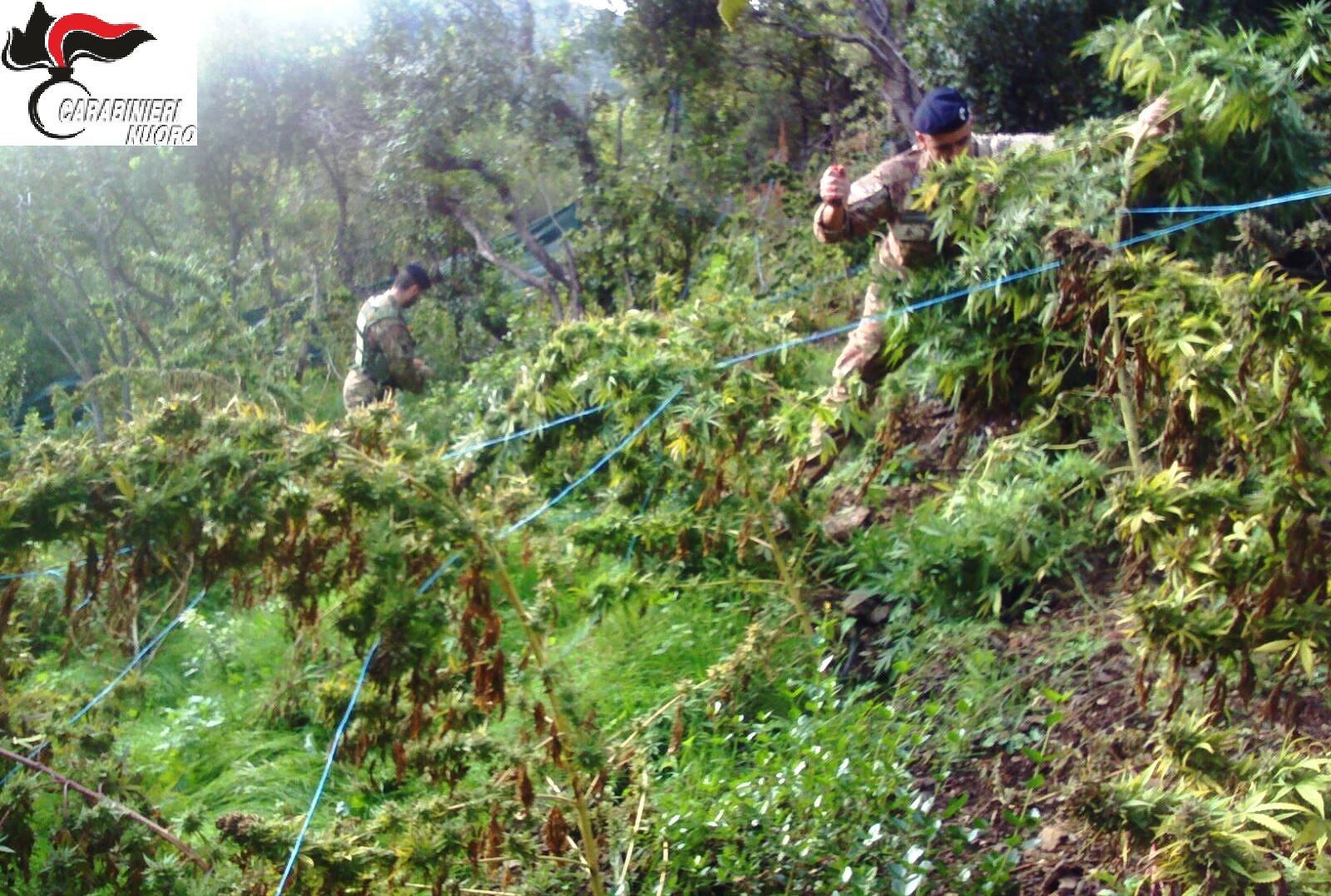 Centinaia di piante di marijuana scoperte a Talana per un business da 170mila euro