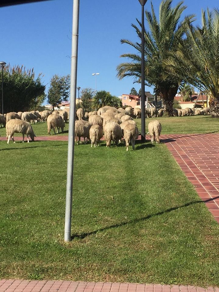 Cagliari, le pecore colpiscono ancora nel parco dei bimbi in via Stamira