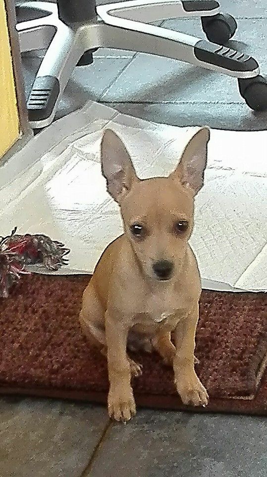 Portare fuori il cane? Paghi i danni anche se non è tuo