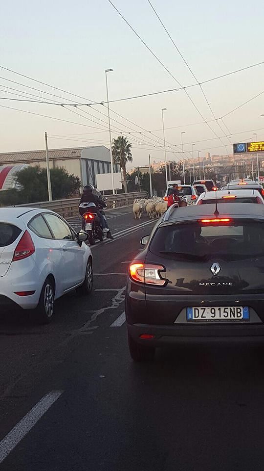 Viale Marconi, strada invasa dalle pecore oltre il centro commerciale