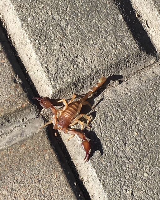Un piccolo scorpione nelle strade di Monserrato: la foto di una lettrice
