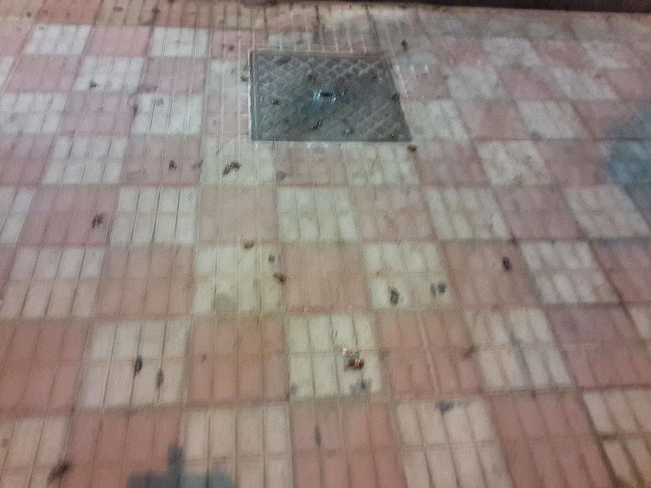 Cagliari, via Sonnino “invasa” dalle blatte: “Comune, e la disinfestazione?”