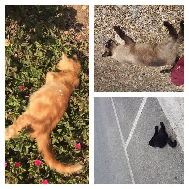 Gatti uccisi senza pietà a Pula: “Me ne vado, per salvare gli altri”