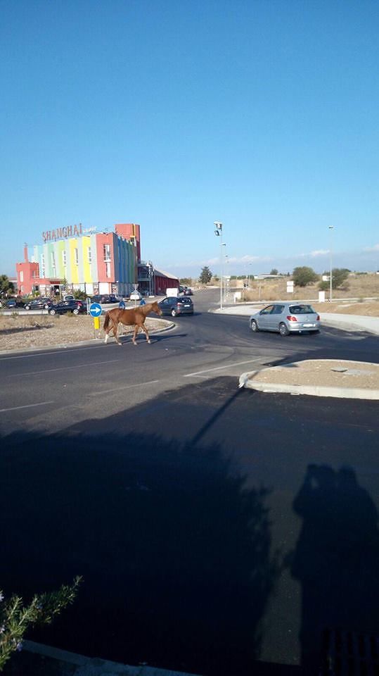 Sestu, c’è un cavallo alla rotonda di Shangai che dribbla le auto in corsa
