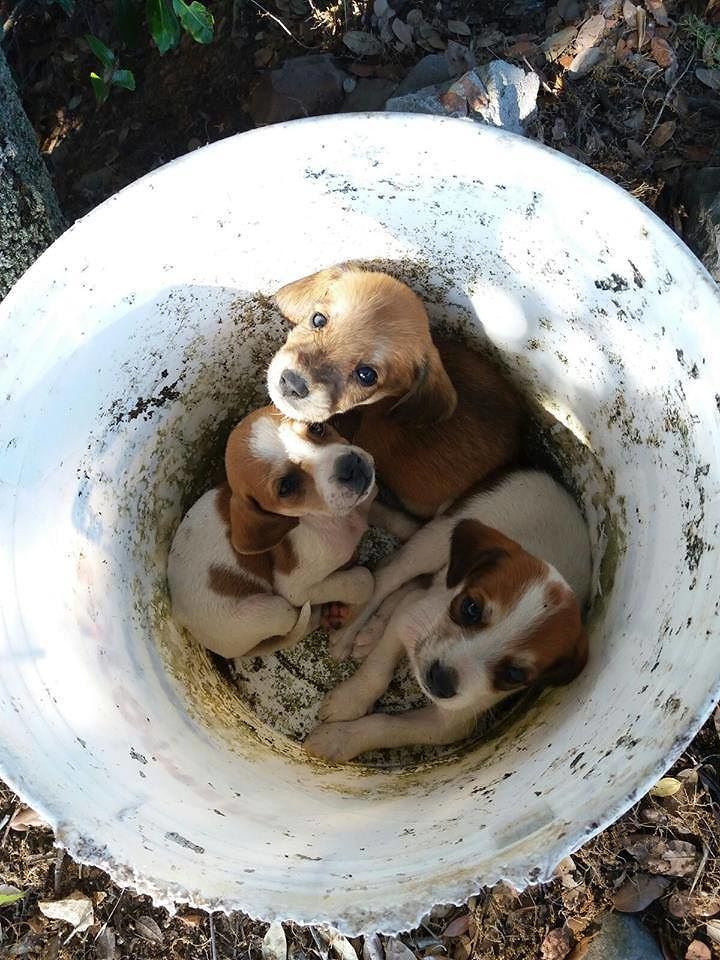 Villacidro, canile mai aperto e cuccioli spediti a Olbia: “Ora basta”