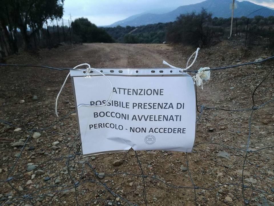 Bocconi avvelenati nelle campagne di Pula, muoiono diversi cani