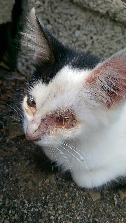 Gattini malati e denutriti a Torre delle Stelle, sos dei volontari: “Istituzioni assenti”